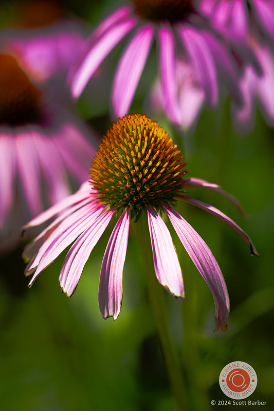 Echinacea