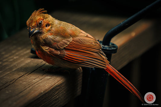 Cardinal Close-Up