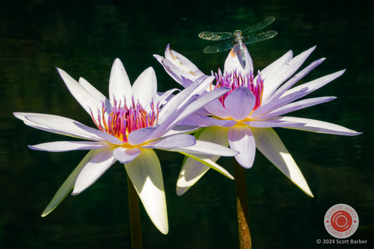 Water Lillies and Dragonfly