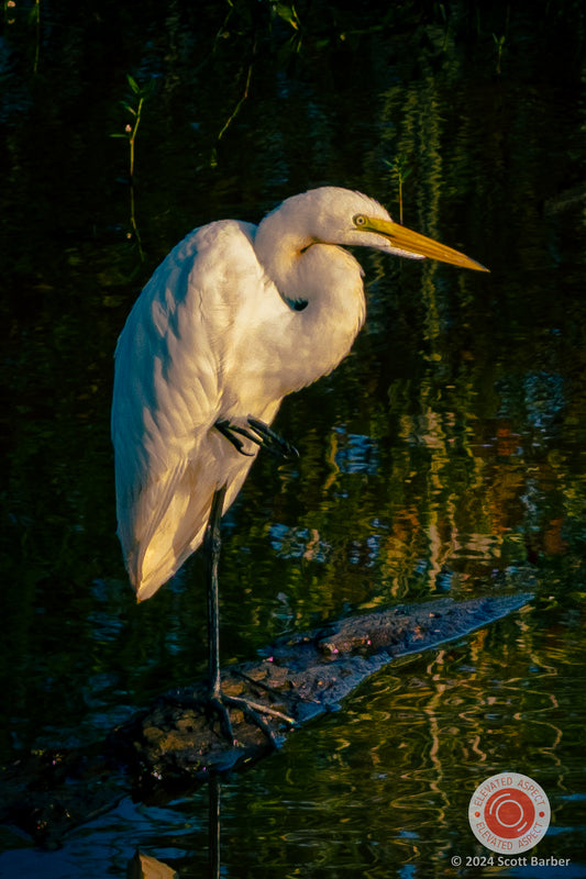 Great White Heron