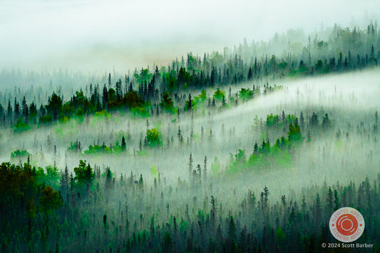 Forest Fog