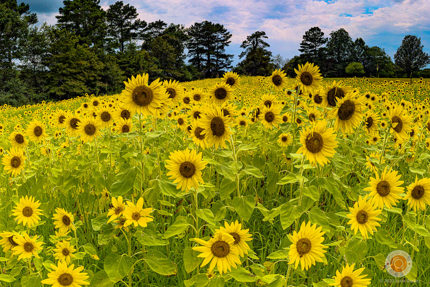 March of the Sunflowers